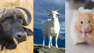 Ramalan Untuk Shio Kerbau, Kambing dan Tikus Selasa 23 Mei 2023