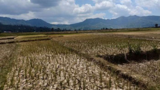 Waspada! BMKG Sebut 6 Kabupaten di Jateng Ini Berpotensi Kekeringan