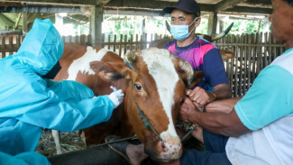 6 Penyakit Mematikan Sapi Ternak, Nomor Satu Sangat Berbahaya bagi Manusia