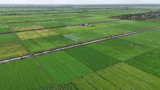 Ahli UGM Yakin Program Cetak Sawah di Merauke Berhasil, Ini Alasannya