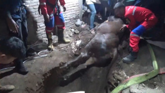 Sapi Milik Warga di Klaten Mati Usai Tercebur Sumur Sedalam 16 Meter