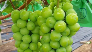 Pemprov Uji Residu Pestisida Anggur Shine Muscat yang Beredar di Jateng, Layak Konsumsi?
