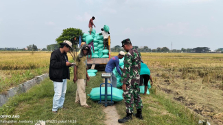 Gabah petani diserap langsung Perum Bulog di Jawa Timur Gabah petani diserap langsung Perum Bulog di Jawa Timur