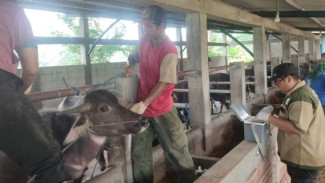 Jelang Idul Adha, Pemprov Jateng dan Disnakkeswan Terjunkan Tim Cek Hewan Kurban!