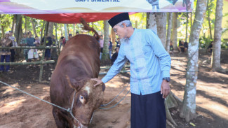 36 Sapi Kurban Presiden RI Dibagi di Jateng, Sekda: Bentuk Apresiasi Peternak Lokal
