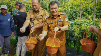 Antisipasi Kelangkaan Cabai, Ini Upaya Pemprov Jateng dalam Membantu Petani