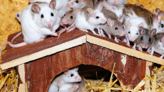 Bikin Mual! Makanan dan Minuman Aneh, Nomor 3 dari Bayi Tikus