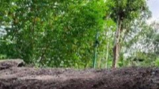 Bukan karena Sesar Aktif! Ini Dia Penyebab Tanah Ambles di Blora