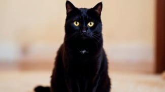 Bukan Pembawa Sial! 7 Fakta Mengejutkan tentang Kucing Hitam yang Selama Ini Salah Kaprah