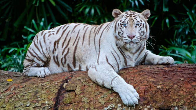 Ilustrasi - Khodam macan putih