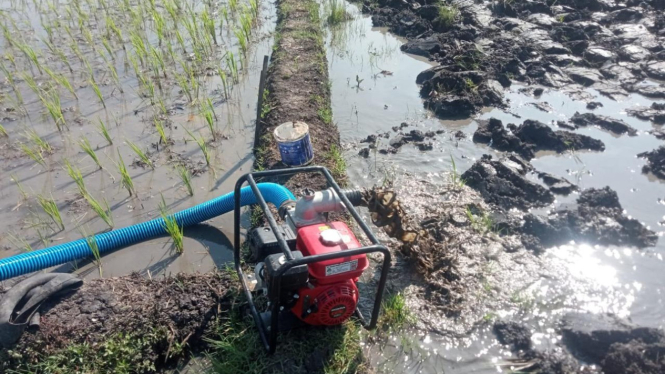 Pompa air untuk mengalirkan air cegah kekeringan lahan persawahan