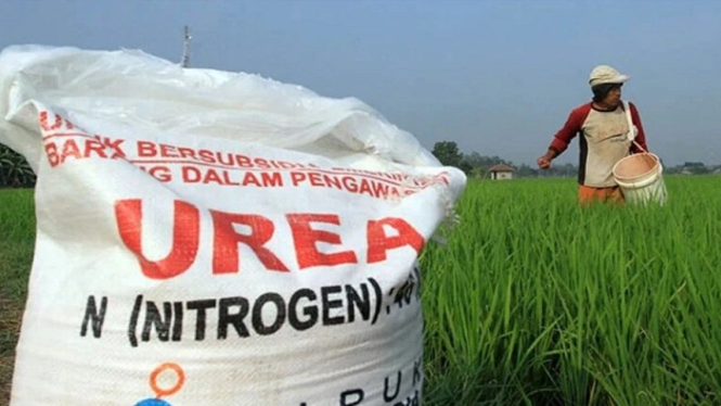 Ilustrasi petani memberikan pupuk ke tanaman padi