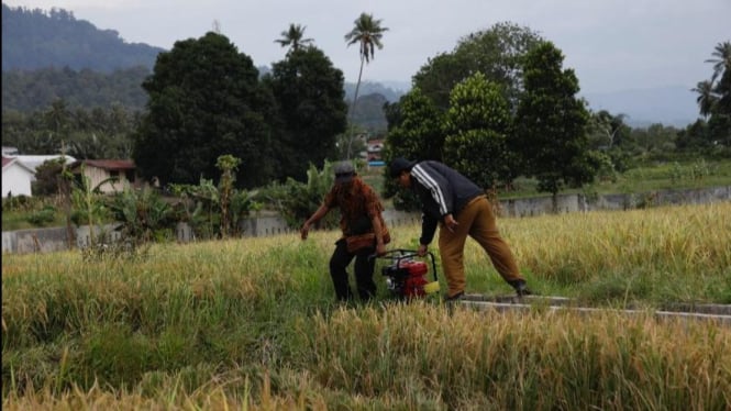 Ilustrasi petani melakukan pompanisasi lahan pertanian