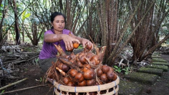 Budidaya Salak Bali