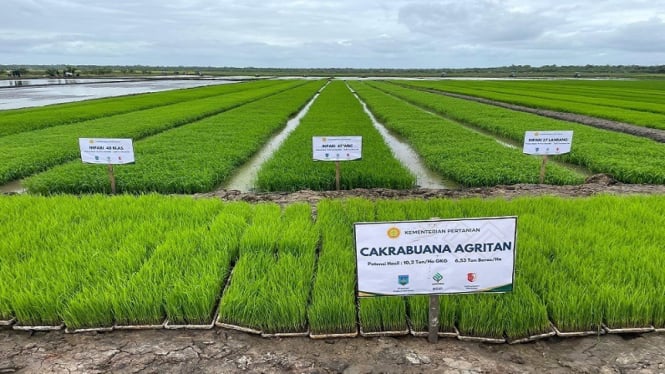 Cetak sawah di Merauke, Papua