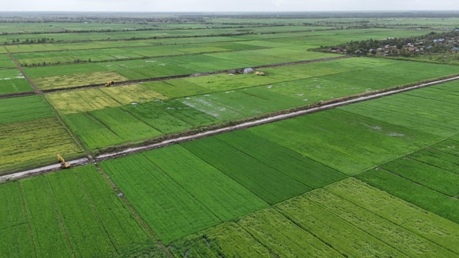 Cetak sawah di Merauke, Papua