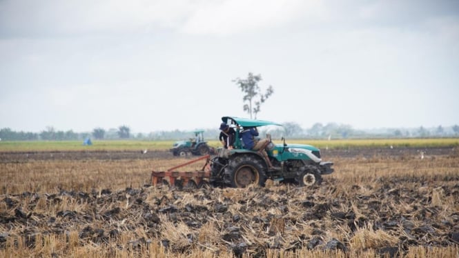 Ilustrasi traktor menggarap lahan pertanian