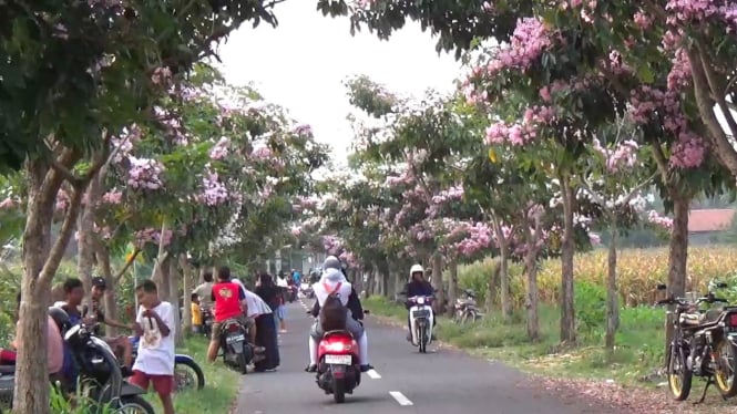 Bunga Tabebuya mekar di Klaten Jawa Tengah