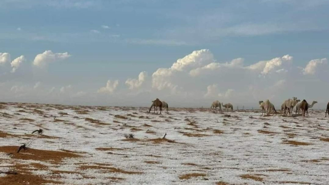 Salju di padang pasir wilayah Al Jawf, Arab Saudi