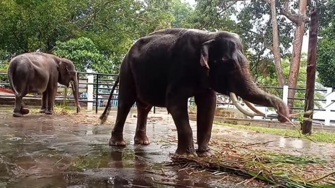 Gajah di Taman Satwa Waduk Gajah Mungkur dirantai