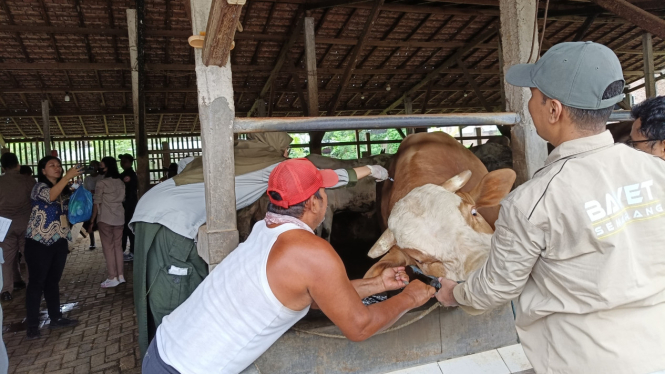 Petugas melakukan pemeriksaan sapi di Jawa Tengah