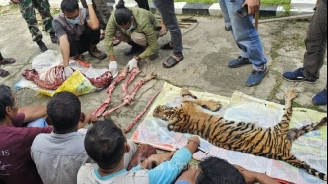 Harimau dikuliti dan dimutilasi di Rokan Hulu Riau