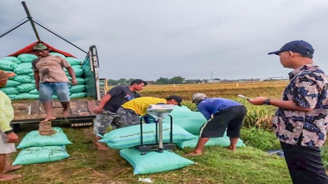 Gabah petani diserap langsung Perum Bulog