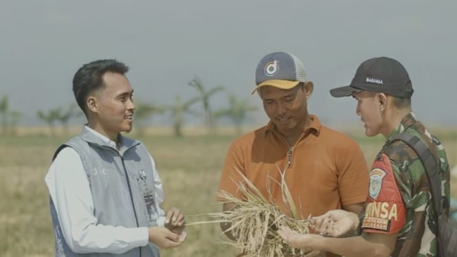 Ilustrasi petugas Bulog membeli hasil panen petani