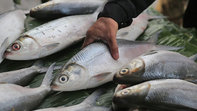Ikan Bandeng