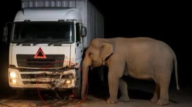 Tangkapan layar video viral Ibu Gajah
