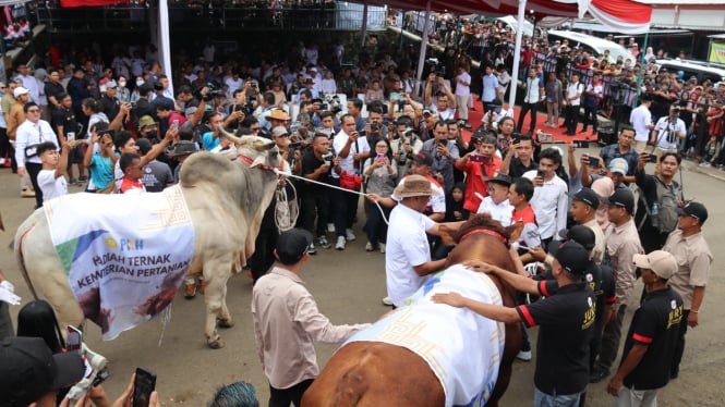 Kontes dan ekspo sapi di Boyolali