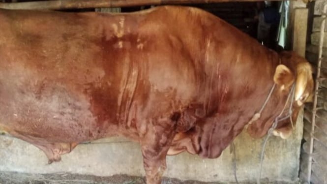 sapi kurban presiden