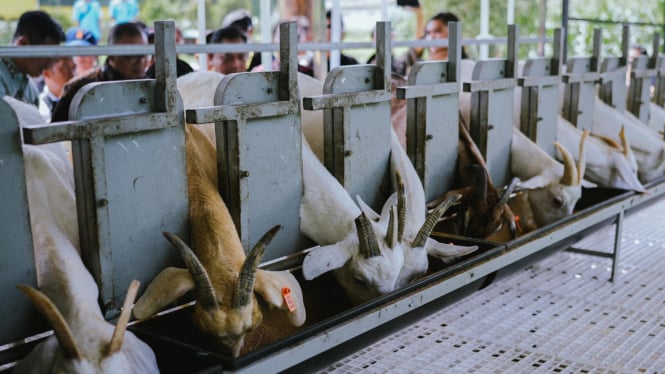 kambing di provit farm village