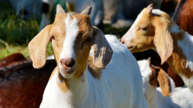 Kambing