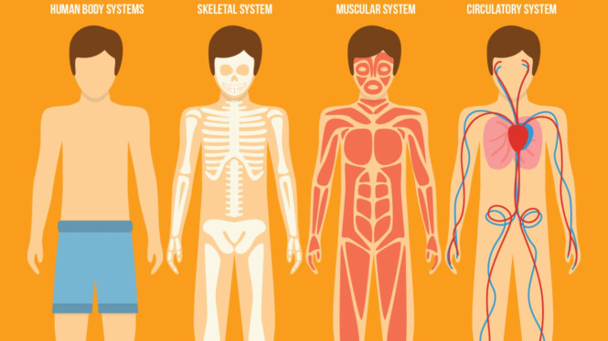 Ilustrasi Tubuh Manusia, Tubuh Manusia, Tubuh, Manusia.