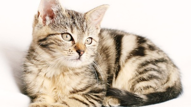 Ilustrasi kucing, Kucing.