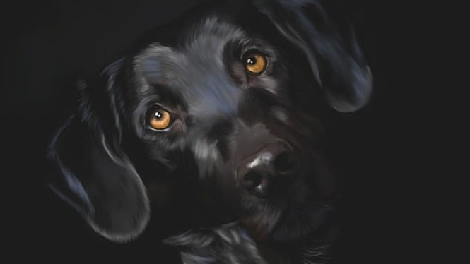 Ilustrasi anjing, ilustrasi labrador.