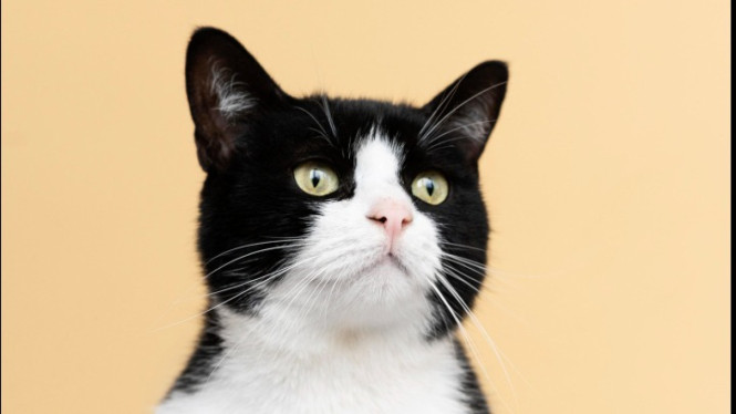 Ilustrasi Kucing, Kucing.