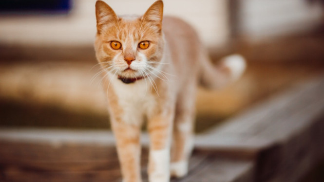 ilustrasi kucing, kucing, kucing oranya, kucing oren