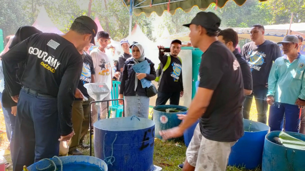 Kontes Ikan Gurami di Nganjuk