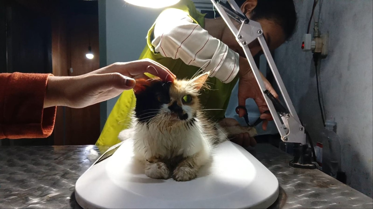 Perawatan hewan oleh dokter