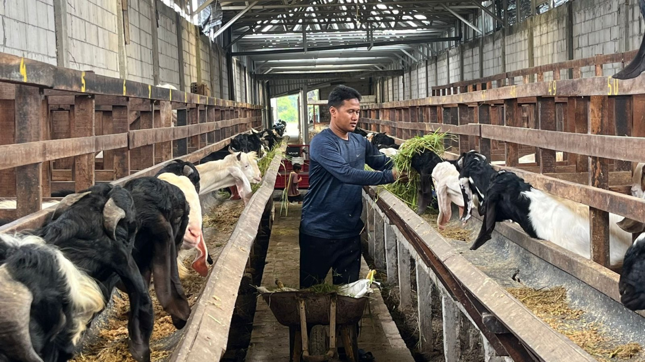 Peternak Kambing di Mojokerto