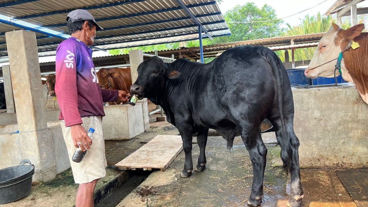 Sapi di Mojokerto tengah menikmati kopi