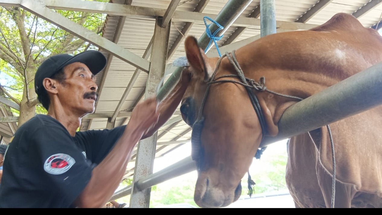 Nurrohman tukang jasa salon sapi di PHT Tulungagung.