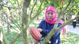 Kunjungi Kampung Coklat di Blitar, Gubernur Khofifah: Mampu Tingkatkan Kesejahteraan Masyarakat