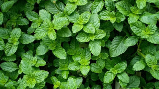 'Janggelan' Bahan Cincau di Trenggalek Lebihi Pendapatan, Hasilkan 30 Ton per Bulan