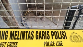 Pelihara Satwa Dilindungi, 2 Buaya dan 1 Landak Jawa Disita Polres Tulungagung