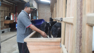 Pemilik susu kambing etawa Cabayan Farm, Edy Purnanto. Pemilik susu kambing etawa Cabayan Farm, Edy Purnanto.
