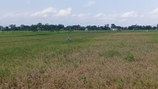 Wereng Menyerbu, Ratusan Hektare Padi di Trenggalek Terancam Gagal Panen
