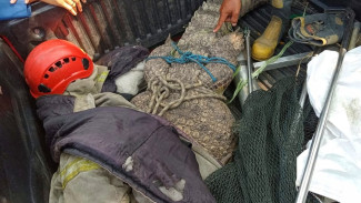 Potret Buaya Muara Garang yang Bikin Resah Warga Jabon Sidoarjo